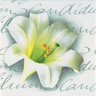 Lilium candidum anthracite