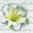 Lilium candidum anthracite