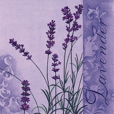 Scent of Lavender