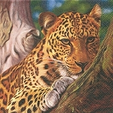 Leopard 211113