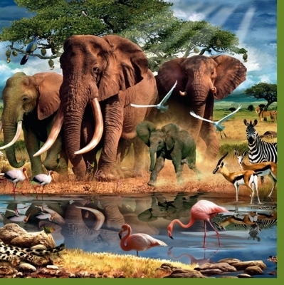 Africa Animals